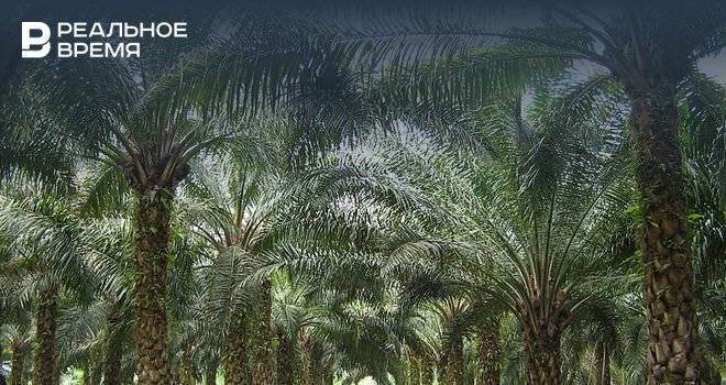 В России могут отменить налоговые льготы для пальмового масла