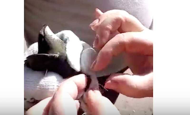 Тамбовские электрики пригнали автовышку ради спасения птахи