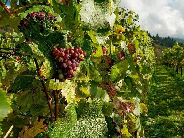 Виноградарство стало самым рентабельным сектором АПК