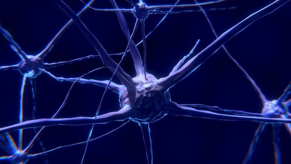 Ученые создали первую в мире карту нервной системы
