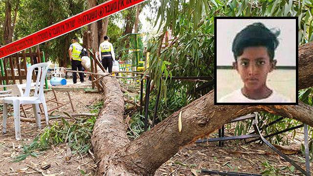 9-летнего мальчика убило упавшее дерево, уголовное дело может быть закрыто