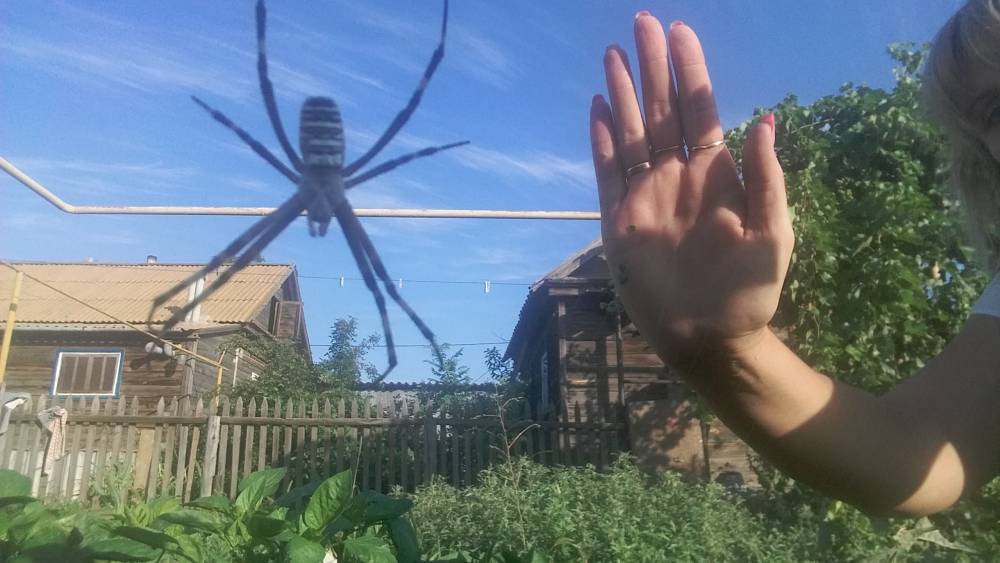 Астраханка сфотографировала огромного паука