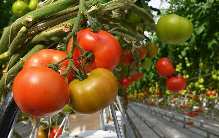 Армянский виноград и помидоры впервые проверят на качество свежесобранными