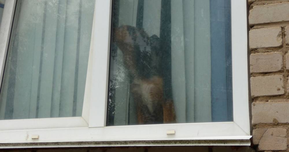 В Смоленске собака напала на мужчину, а потом бросила презрительный взгляд на свою жертву через окно