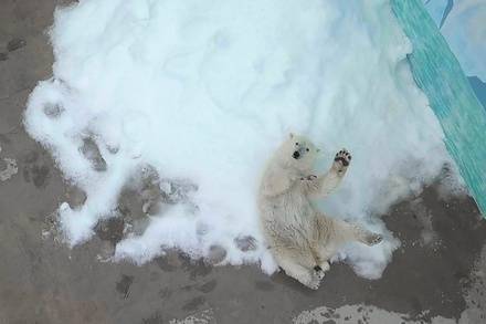 Белая медведица Аяна из&nbsp;Нижнего Новгорода круглый год будет резвиться в&nbsp;снегу