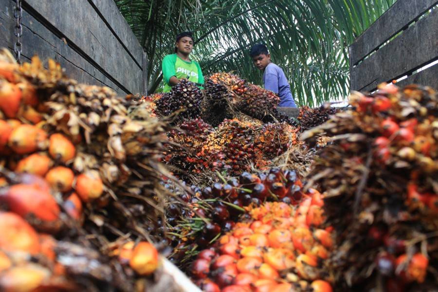 Диетолог рассказал о безвредности пальмового масла