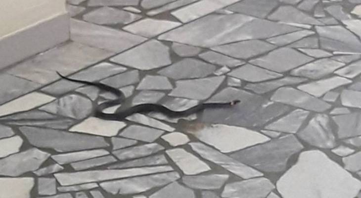 Названы самые опасные районы Чувашии по нападению ядовитых змей