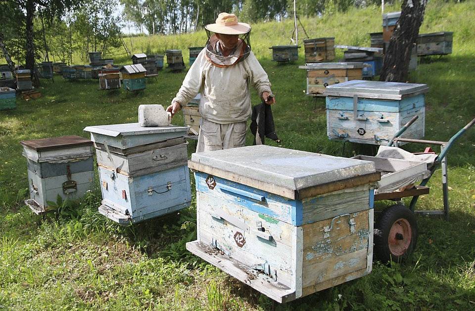 Вымирание пчел в России разорит казну на триллион рублей