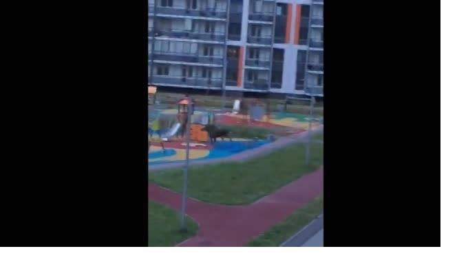 Жители Мурино снова увидели бегающего по дворам лосенка (видео)