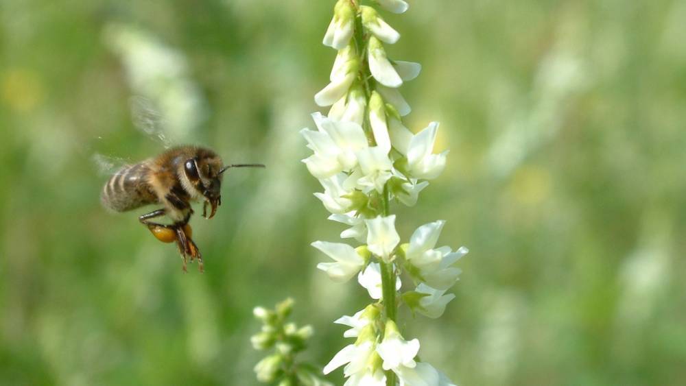 "В Европе эти пестициды запретили 8 лет назад": Эксперт предупредил, что вслед за пчелами могут отравиться люди