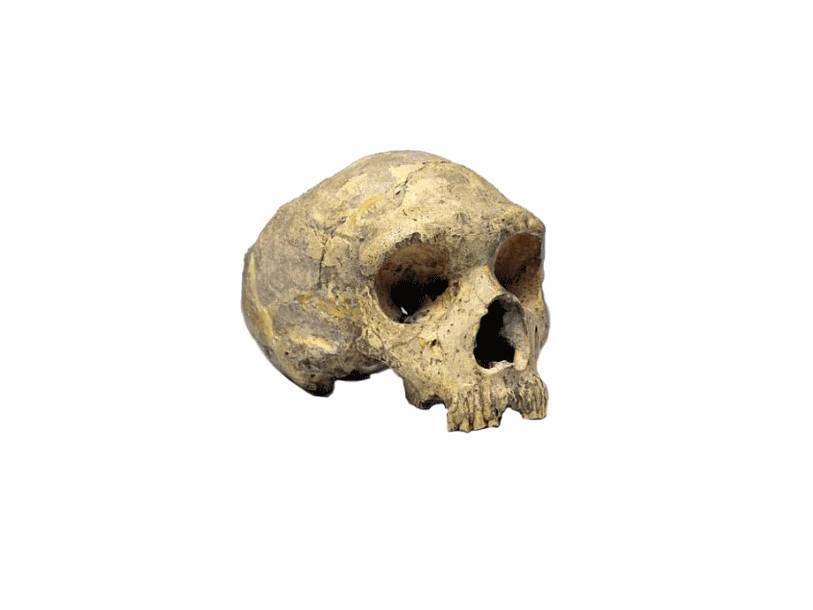 Из найденных в Гибралтаре костей неандертальцев смогли извлечь ДНК