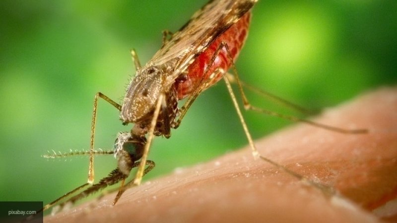 Азиатских тигровых комаров в Китае практически уничтожили радиацией
