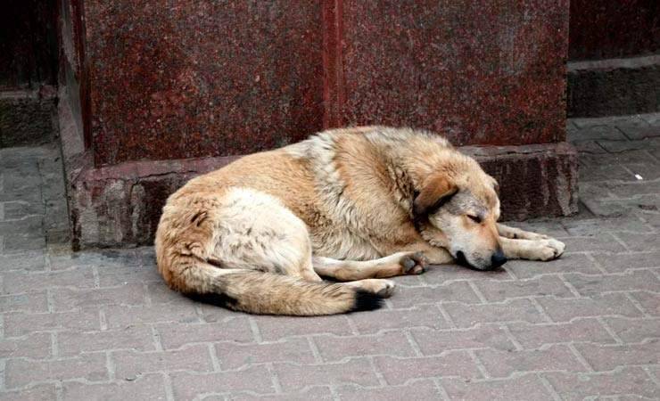 В Петрикове отлов среди дня отстреливает собак: дети наблюдают, жители возмущаются — видеофакт