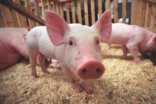 Африканской чумой заболели свиньи в Кузоватово