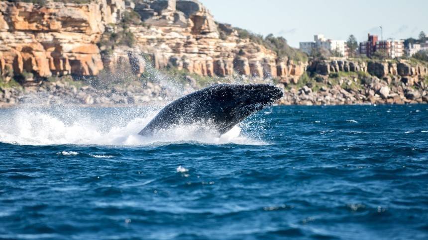 Видео: на пляже США спасли стаю горбатых китов