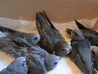В Торжке десятки птенцов стрижей могут быть замурованы заживо в колокольне - ТИА