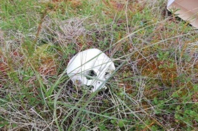 В Пензенской области нашли скелет мужчины, жившего 3 тысячи лет назад