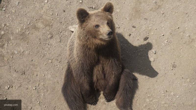 Трех медвежат выпустят в лес Керженского заповедника