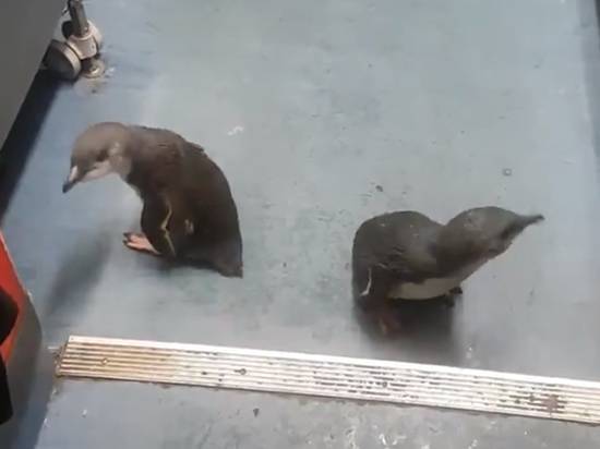Новозеландский суши-бар подвергся нападению пингвинов