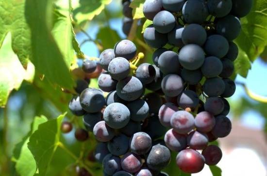 Виноградарство могут отнести к сельскохозяйственному производству