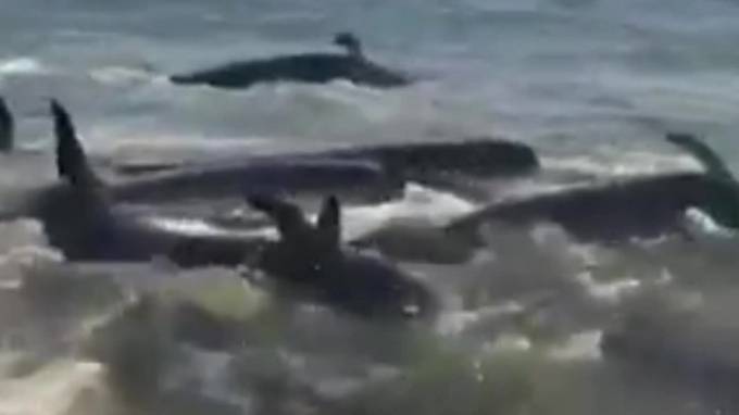 Видео из Джорджии: Люди объединились для спасения 50 китов-пилотов, которые выбросились на берег