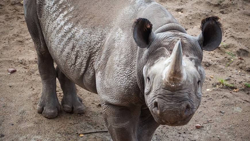 Вымирающих носорогов будут «пасти» при помощи беспилотников