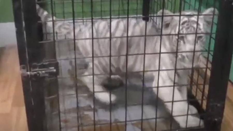 Тигренка и двух котят леопарда нашли в багаже в краснодарском аэропорту