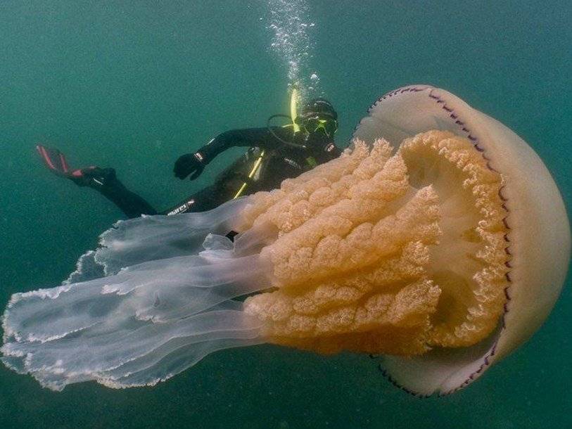 Медузу-корнерота невиданного размера обнаружили у берегов Англии