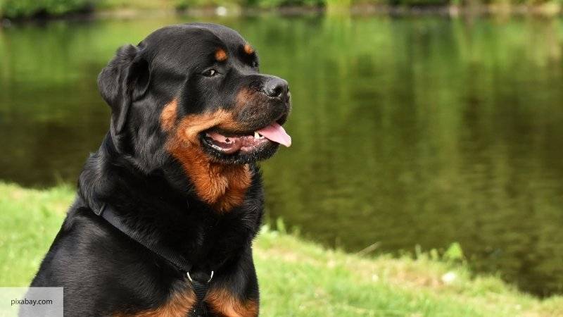 Стерилизация и кастрация могут привести к нарушениям в организме собак