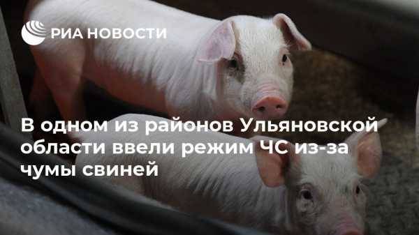 В одном из районов Ульяновской области ввели режим ЧС из-за чумы свиней