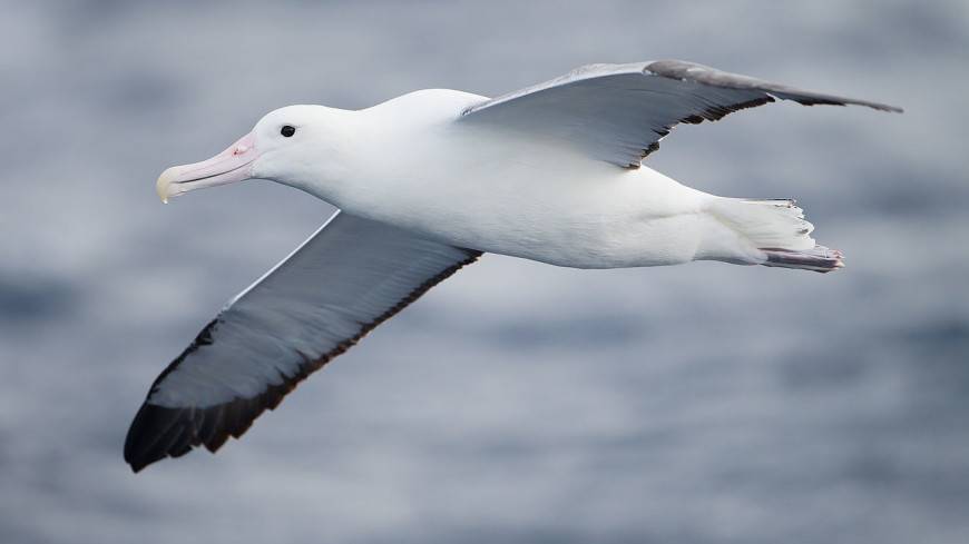 В Новой Зеландии нашли череп вымершего альбатроса