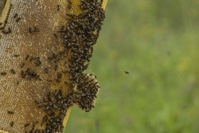 Россельхознадзор: гибель пчел в ЦФО связана со средствами защиты растений