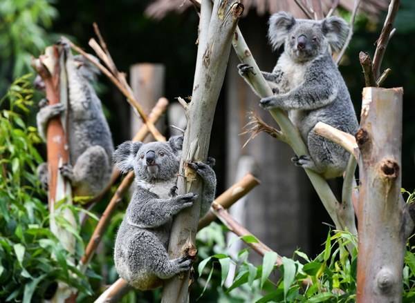 Московский зоопарк начинает охоту за коалами