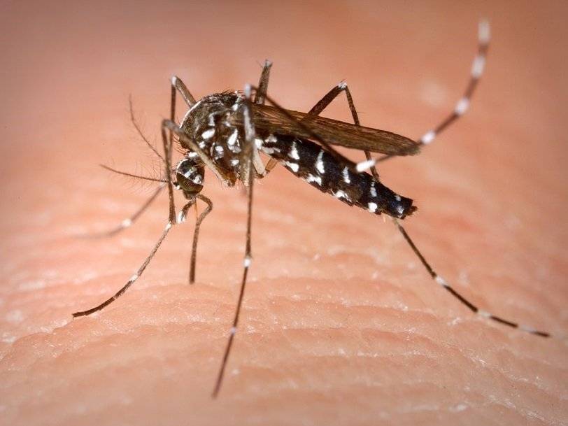 Бактерия и радиация помогают в борьбе с комарами