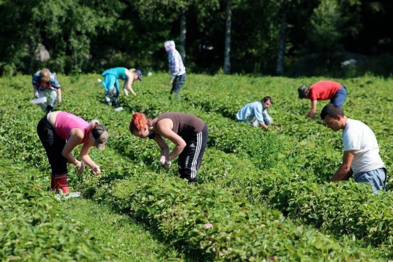 Польский фермер устроил скандал с украинскими мигрантами