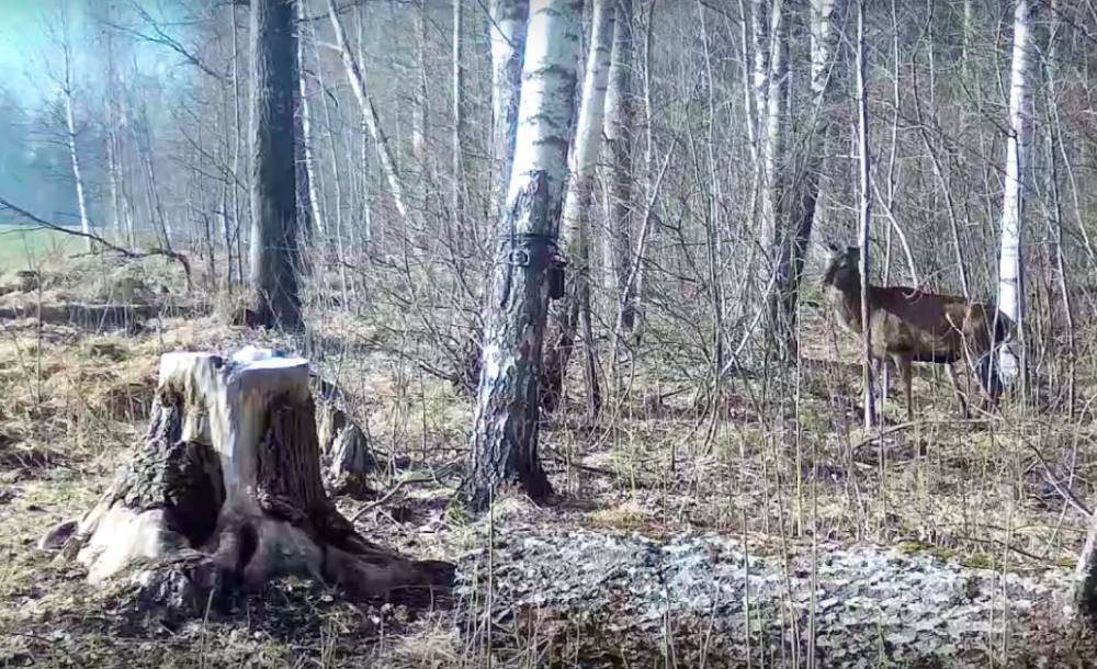 Благородный олень угодил в ловушку в смоленском лесу