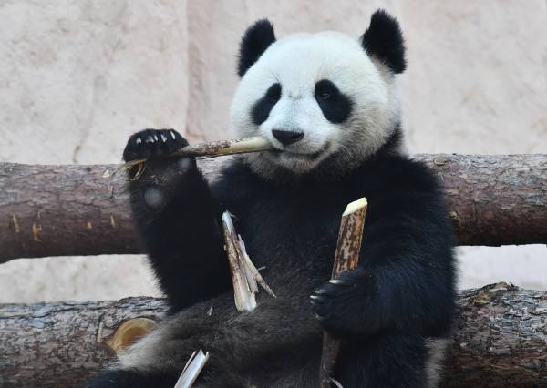 В случае появления потомства у московских панд, детёнышей отправят в Китай