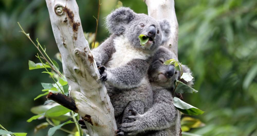 В Московском зоопарке поселятся коалы