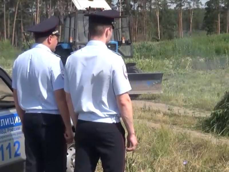 Полицейские уничтожили более тысячи кустов конопли в Подмосковье