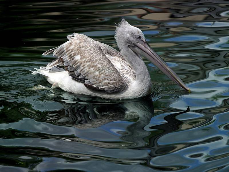 Розовый пеликан вылупился в Московском зоопарке