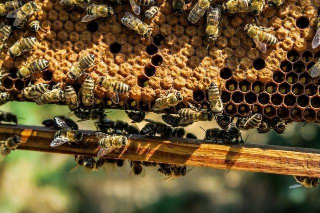 Гибель пчел зафиксировали в 20 регионах России