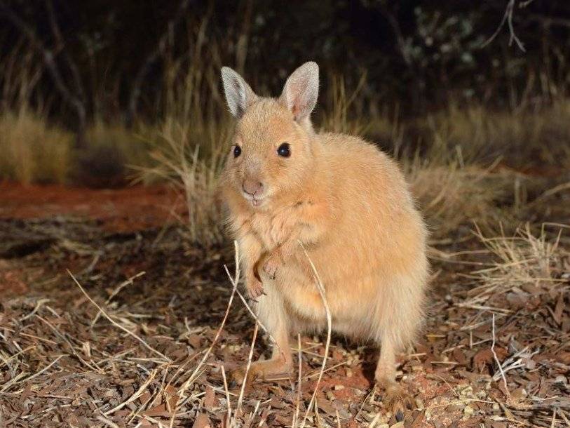 Рыжий валлаби-заяц вернулся на австралийский континент