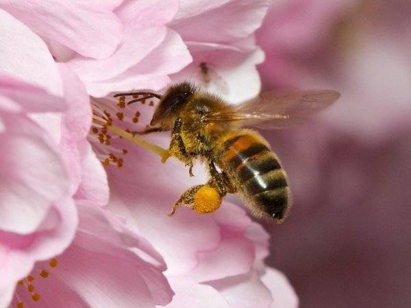 В 20 регионах России зафиксировали массовую гибель пчел