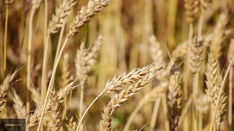Урожай зерна, побивший рекорды, собран в Краснодарском крае