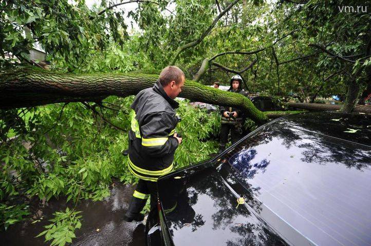 Упавшее дерево повредило несколько автомобилей в центре Москвы