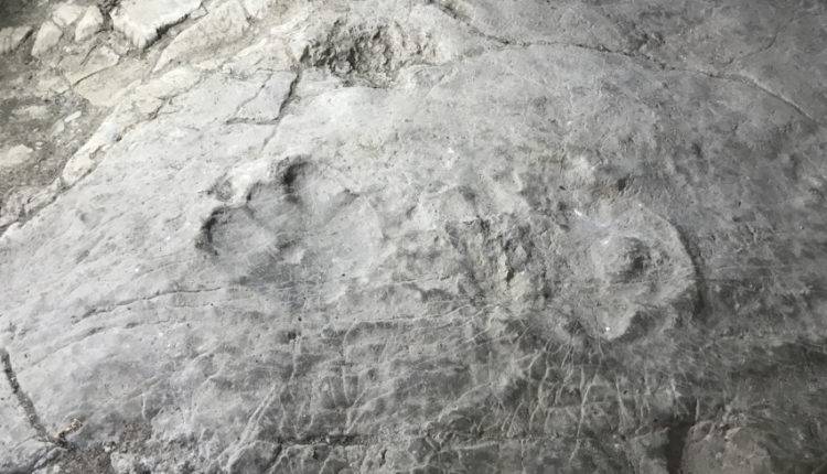 Найден самый древний след человека в Европе
