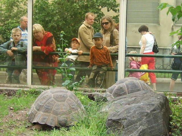 Сотрудники Московского зоопарка рассказали, как черепах спасают от дождя