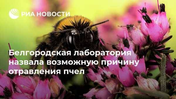 Белгородская лаборатория назвала возможную причину отравления пчел