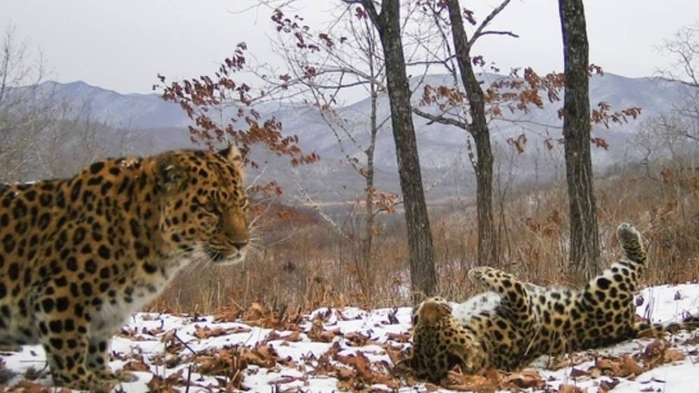 В Приморье нашли скалу из "Короля льва". Её охраняет путинский леопард
