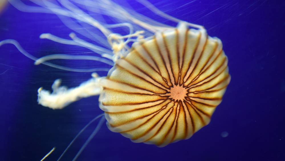 Светится, золотая: В Британии нашли гигантскую медузу размером с человека